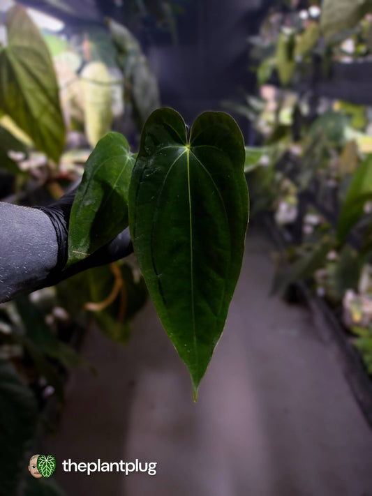 Anthurium papillilaminum 'RA6' x antolakii / 'BVEP' ('Round x RA')
