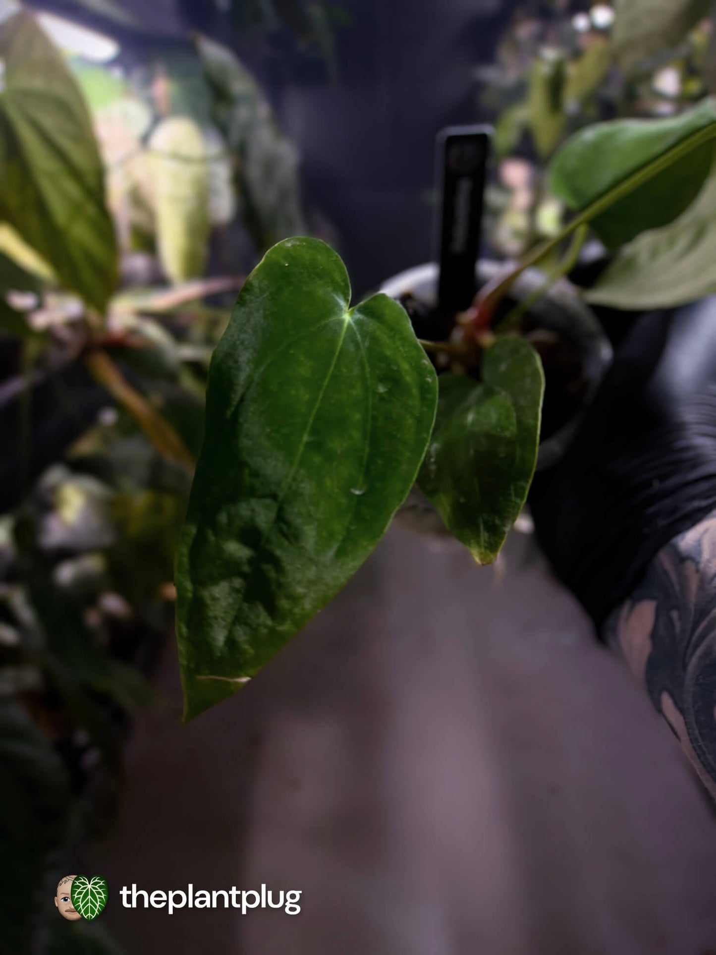Anthurium papillilaminum 'RA6' x antolakii / 'BVEP' ('Round x RA')