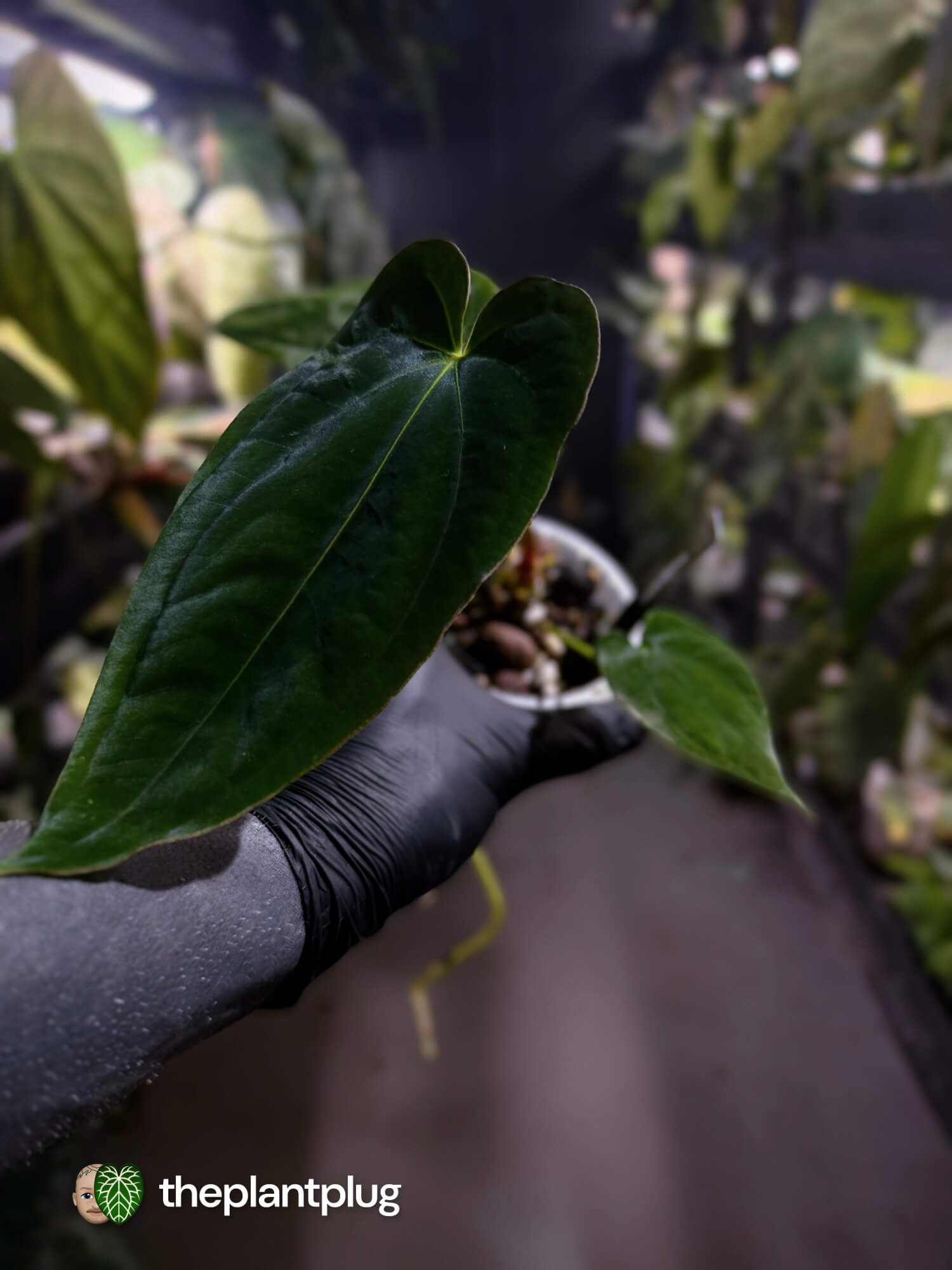 Anthurium papillilaminum 'RA6' x antolakii / 'BVEP' ('Round x RA')