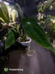 Anthurium papillilaminum 'RA6' x antolakii / 'BVEP' ('Round x RA')