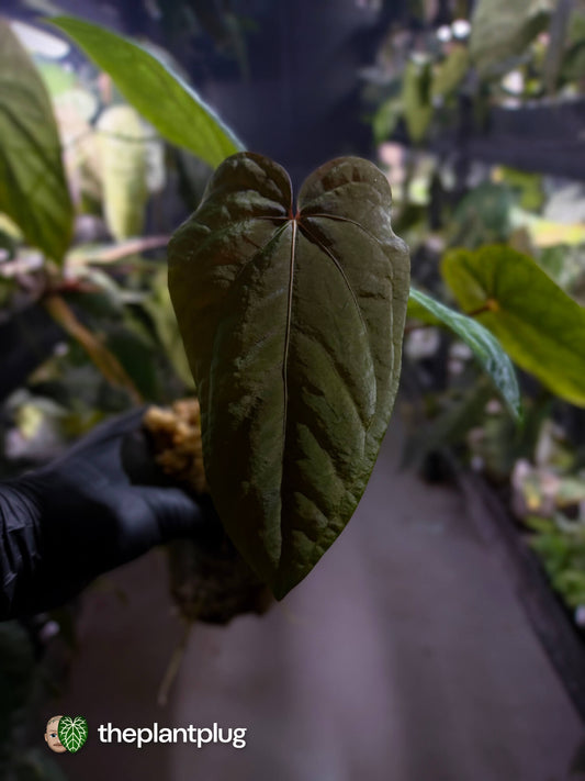 Anthurium #MidnightVelvet x dressleri 'LAS' • select
