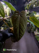 Anthurium #MidnightVelvet x dressleri 'LAS' • select