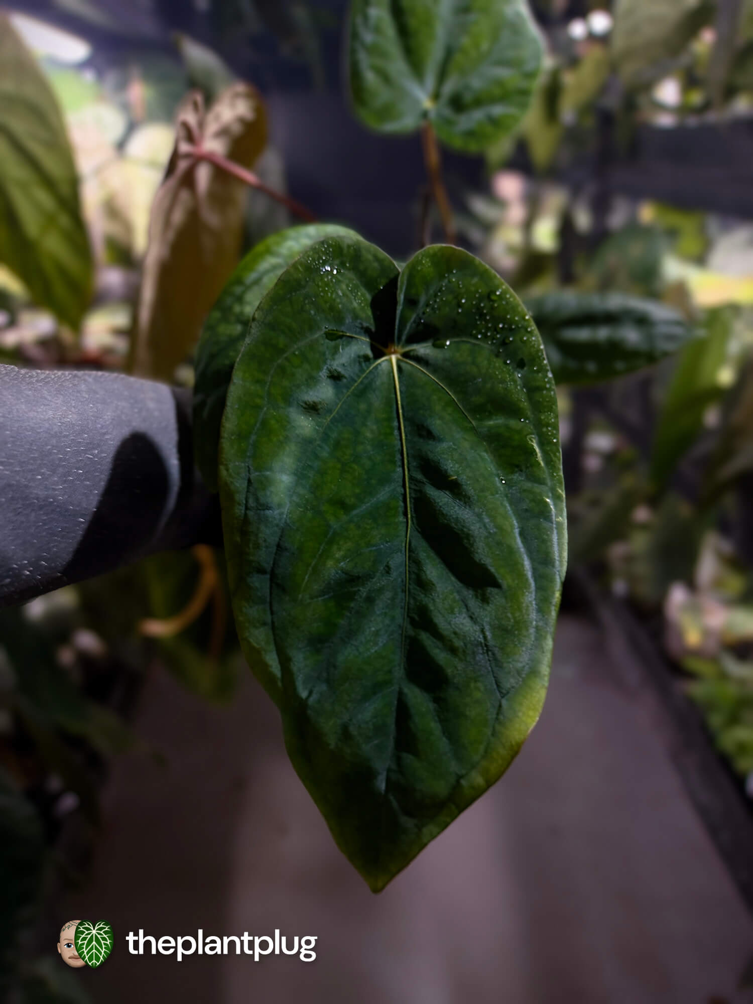 Anthurium #MidnightVelvet x dressleri 'LAS' • select