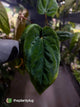 Anthurium #MidnightVelvet x dressleri 'LAS' • select