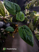 Anthurium #MidnightVelvet x dressleri 'LAS' • select