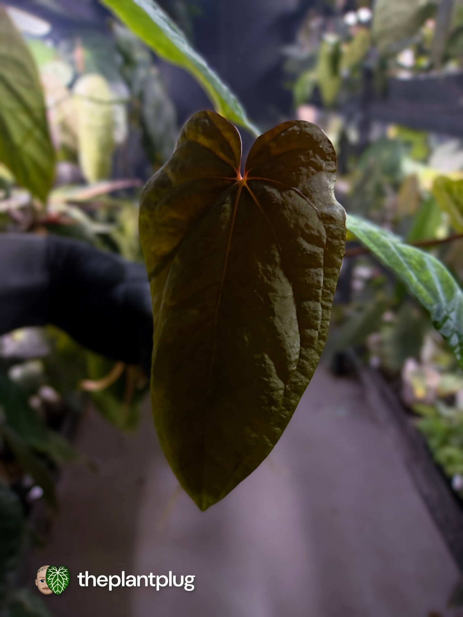 Anthurium #MidnightVelvet x dressleri 'LAS' • select