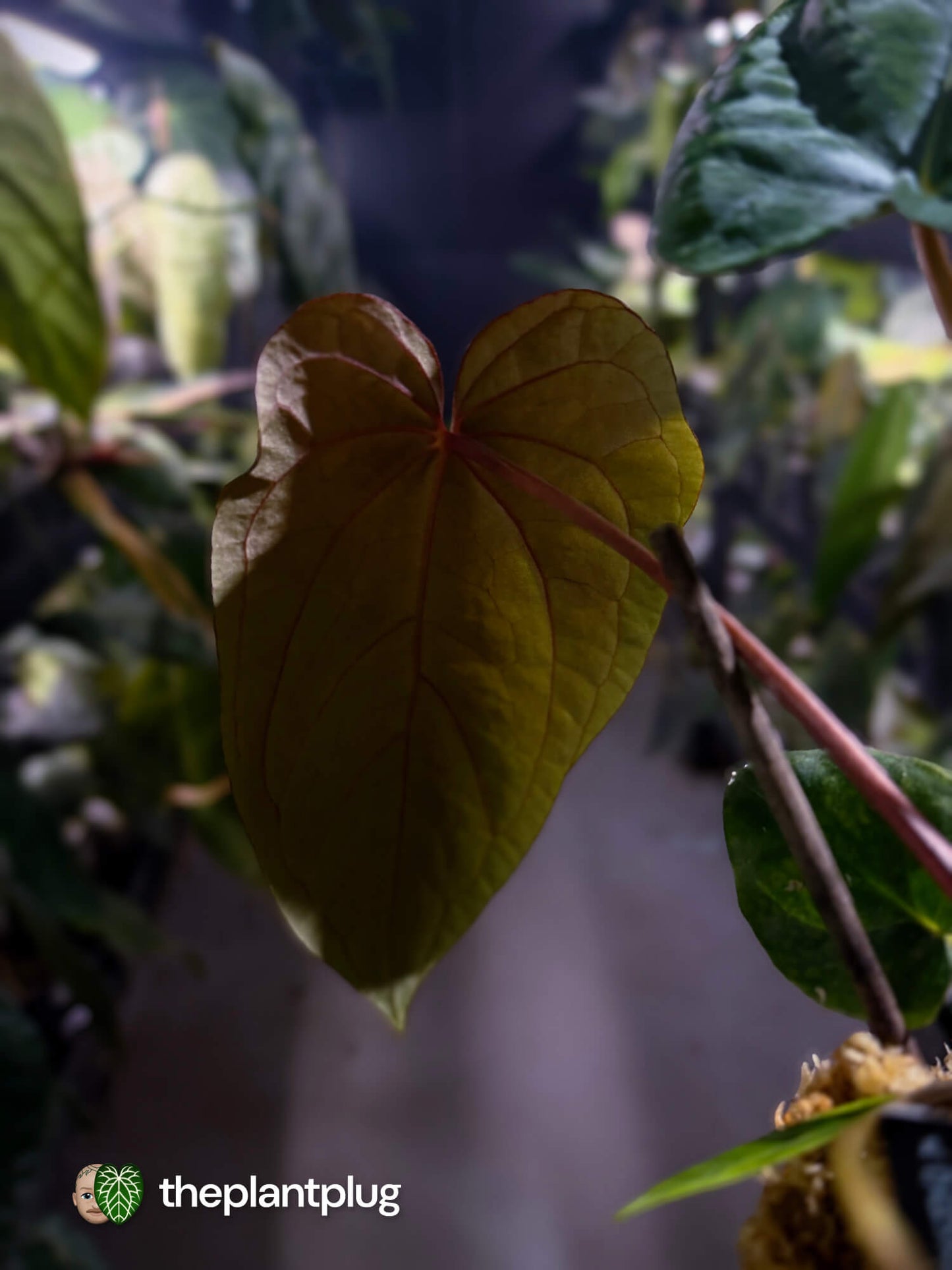 Anthurium #MidnightVelvet x dressleri 'LAS' • select
