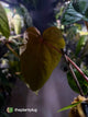 Anthurium #MidnightVelvet x dressleri 'LAS' • select