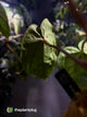 Anthurium #MidnightVelvet x dressleri 'LAS' • select
