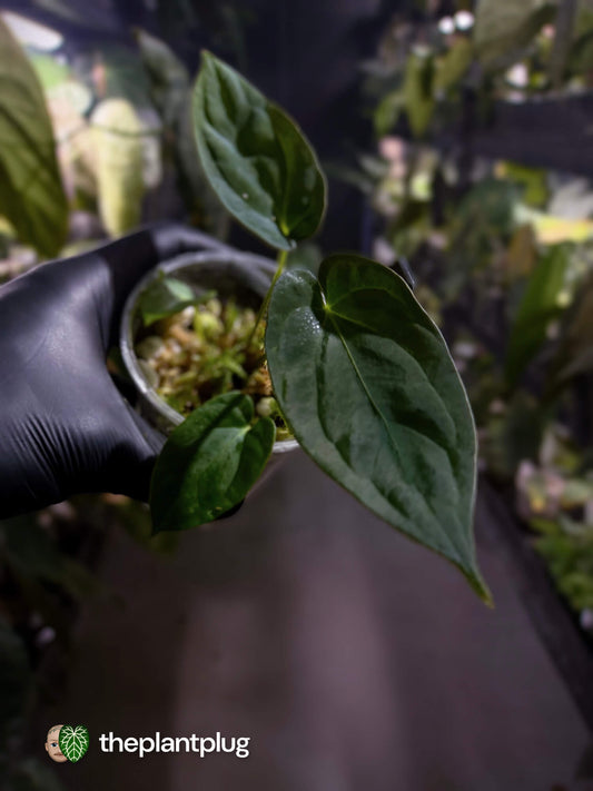 Anthurium [(pap x dress) 'Hanger Line'] x antolakii • First release ⚡