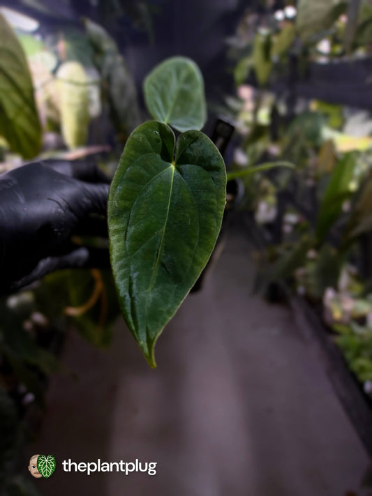 Anthurium (pap x dress 'hanger line') x antolakii • First release ⚡