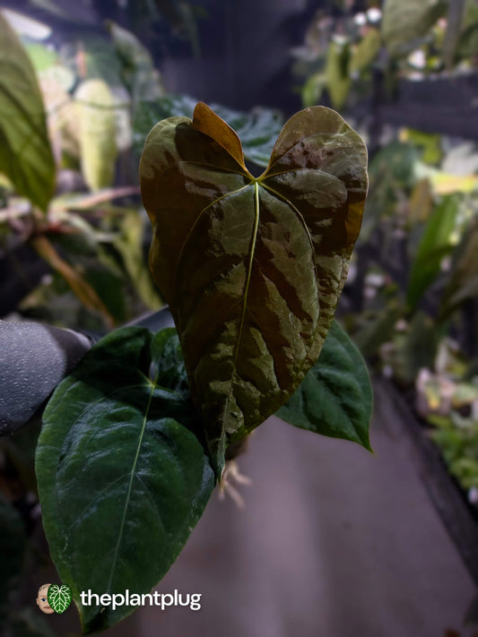 Anthurium #Plug012 • select