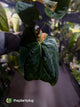 Anthurium #Plug012 • select