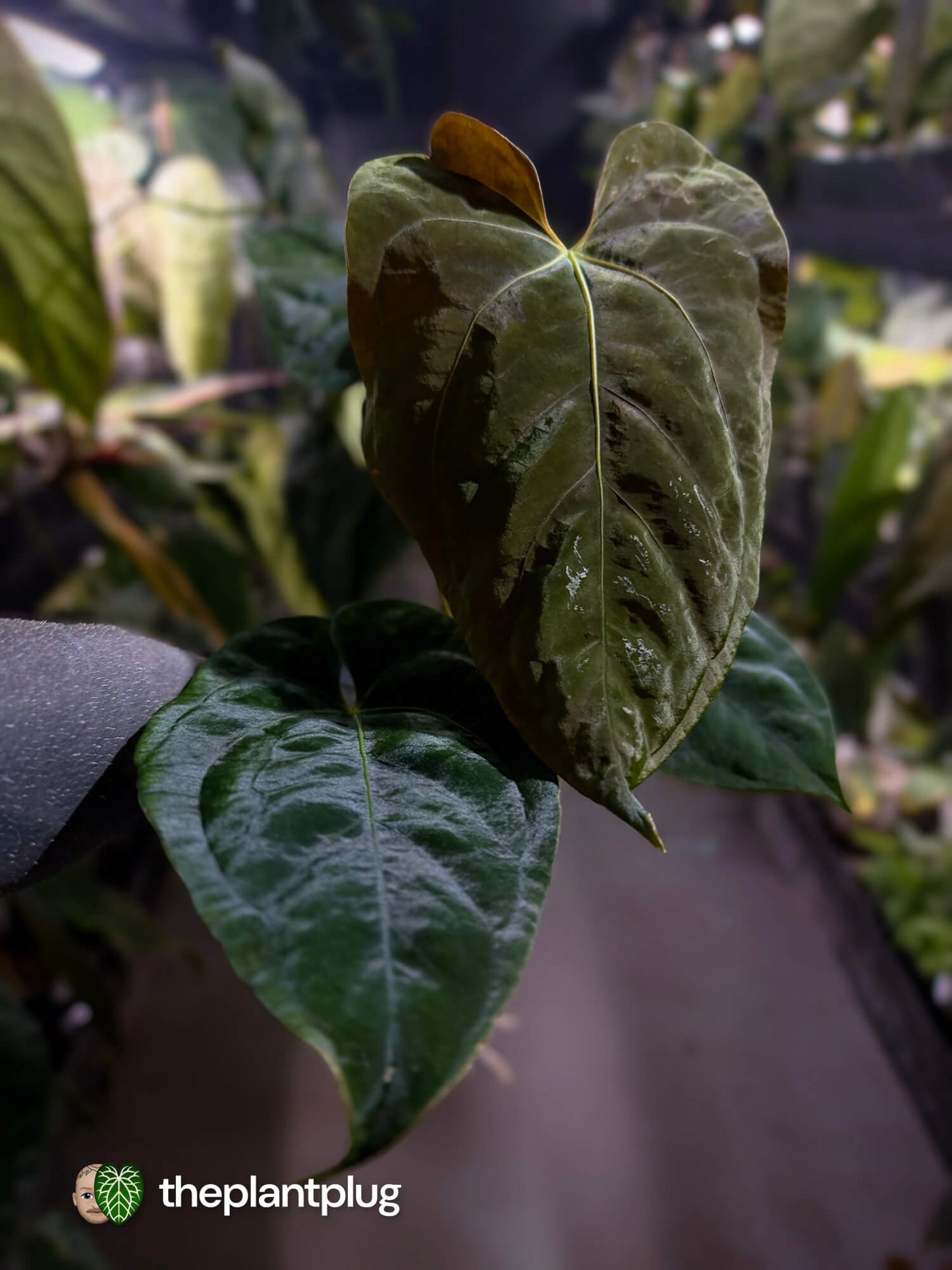 Anthurium #Plug012 • select