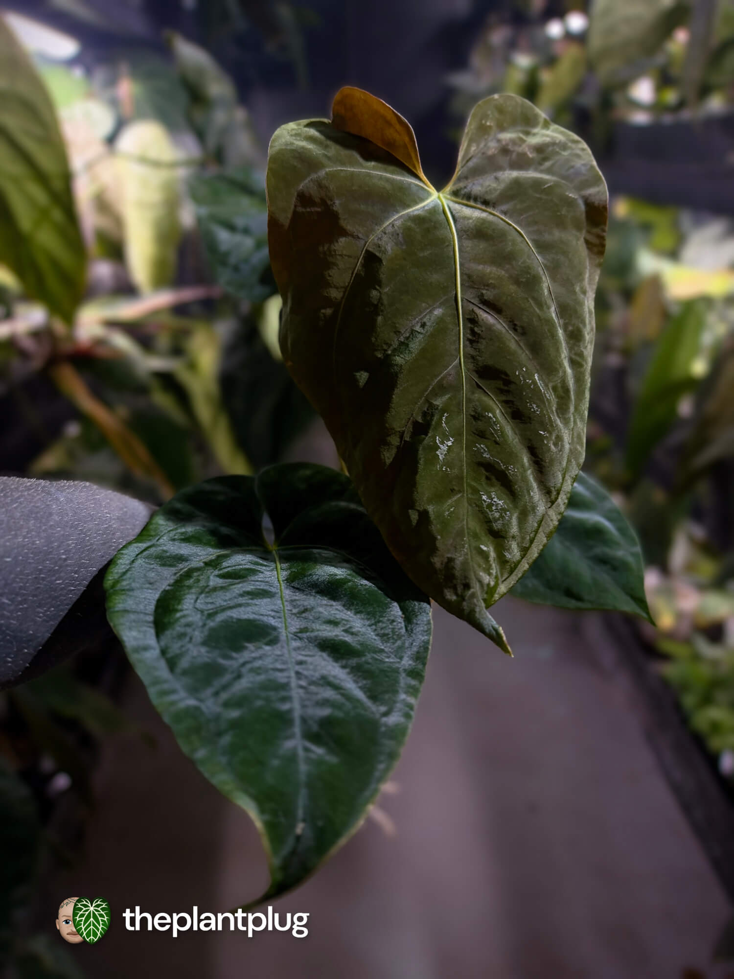 Anthurium #Plug012 • select