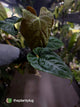 Anthurium #Plug012 • select