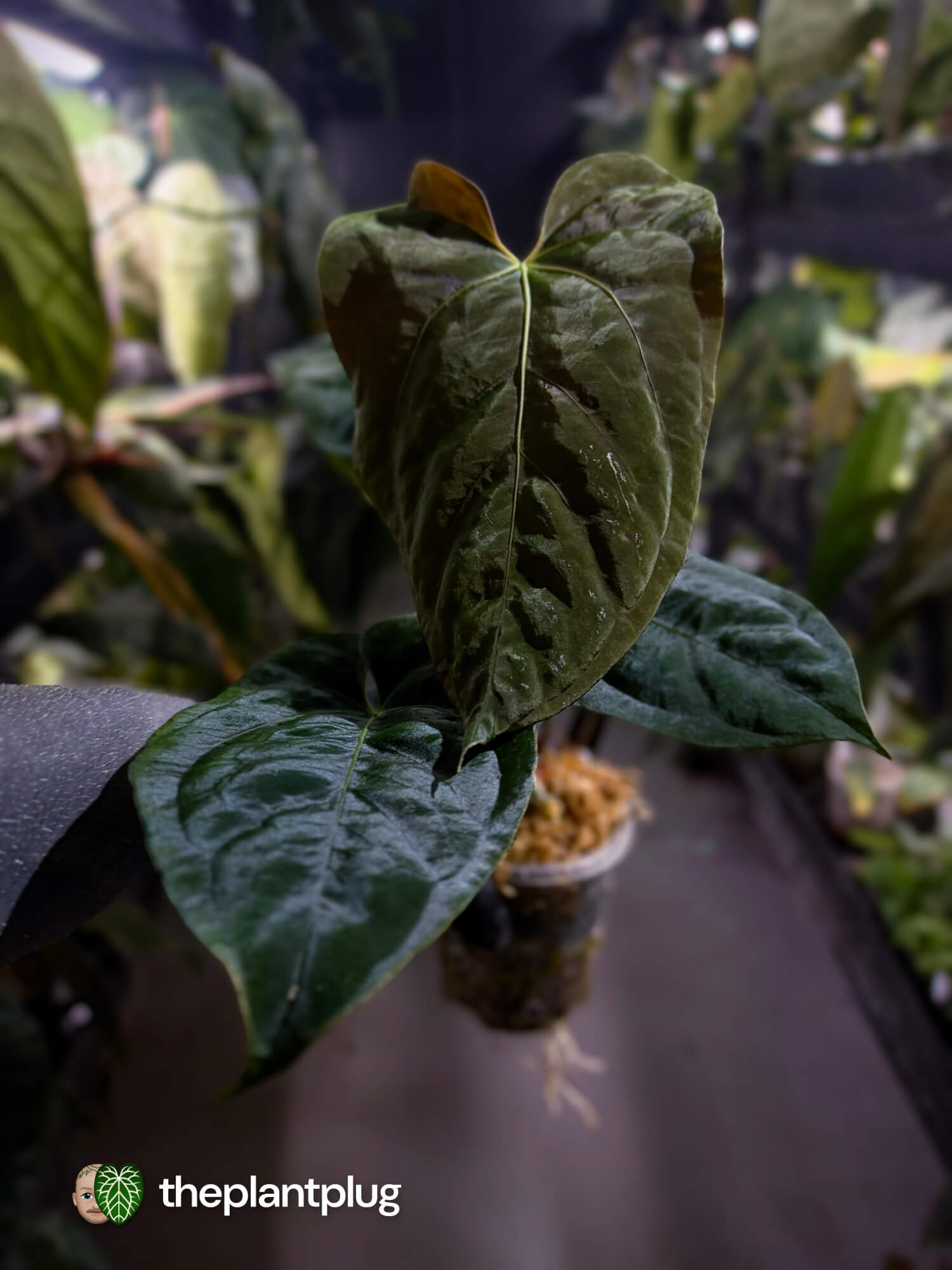 Anthurium #Plug012 • select