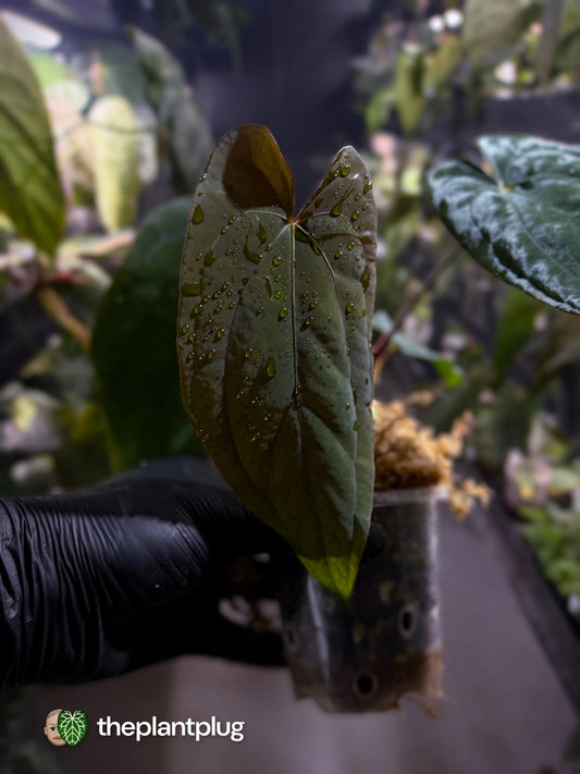 Anthurium #Apollo • select 🔥