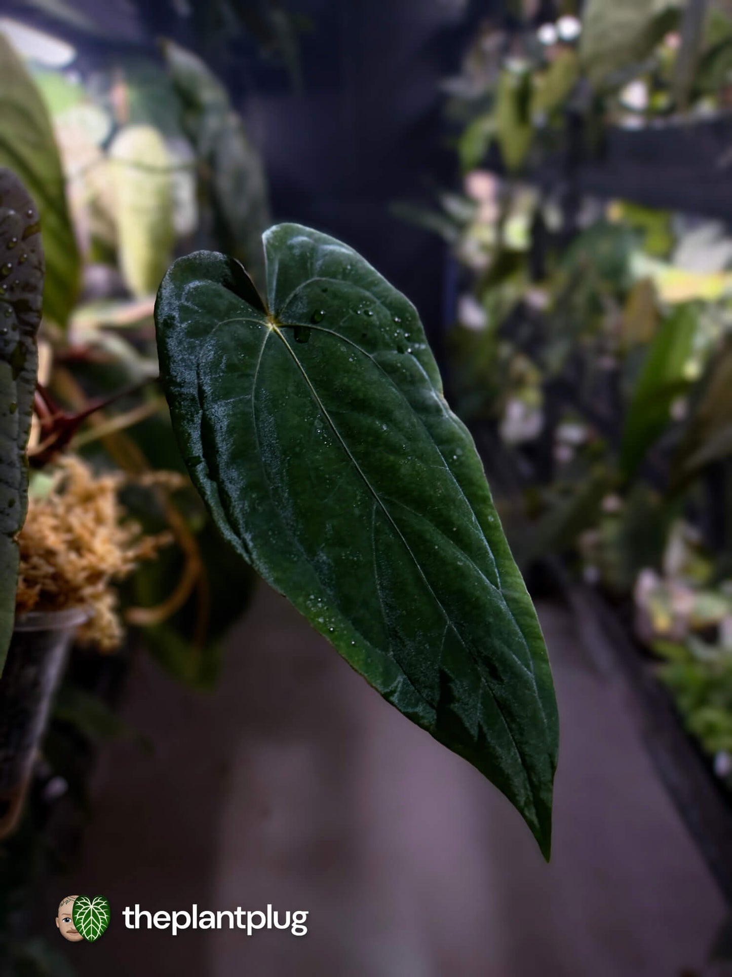 Anthurium #Apollo • select 🔥