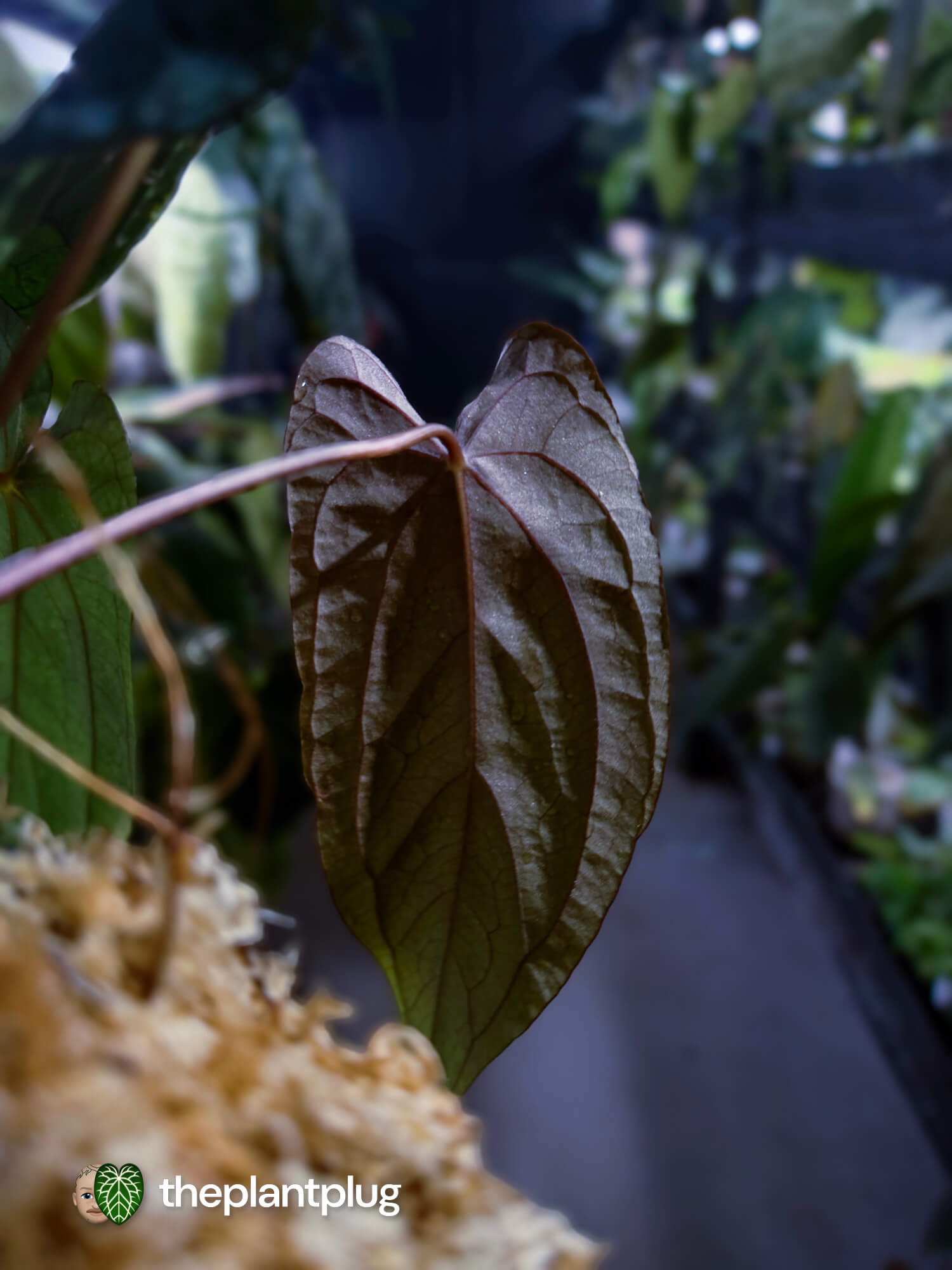 Anthurium #Apollo • select 🔥