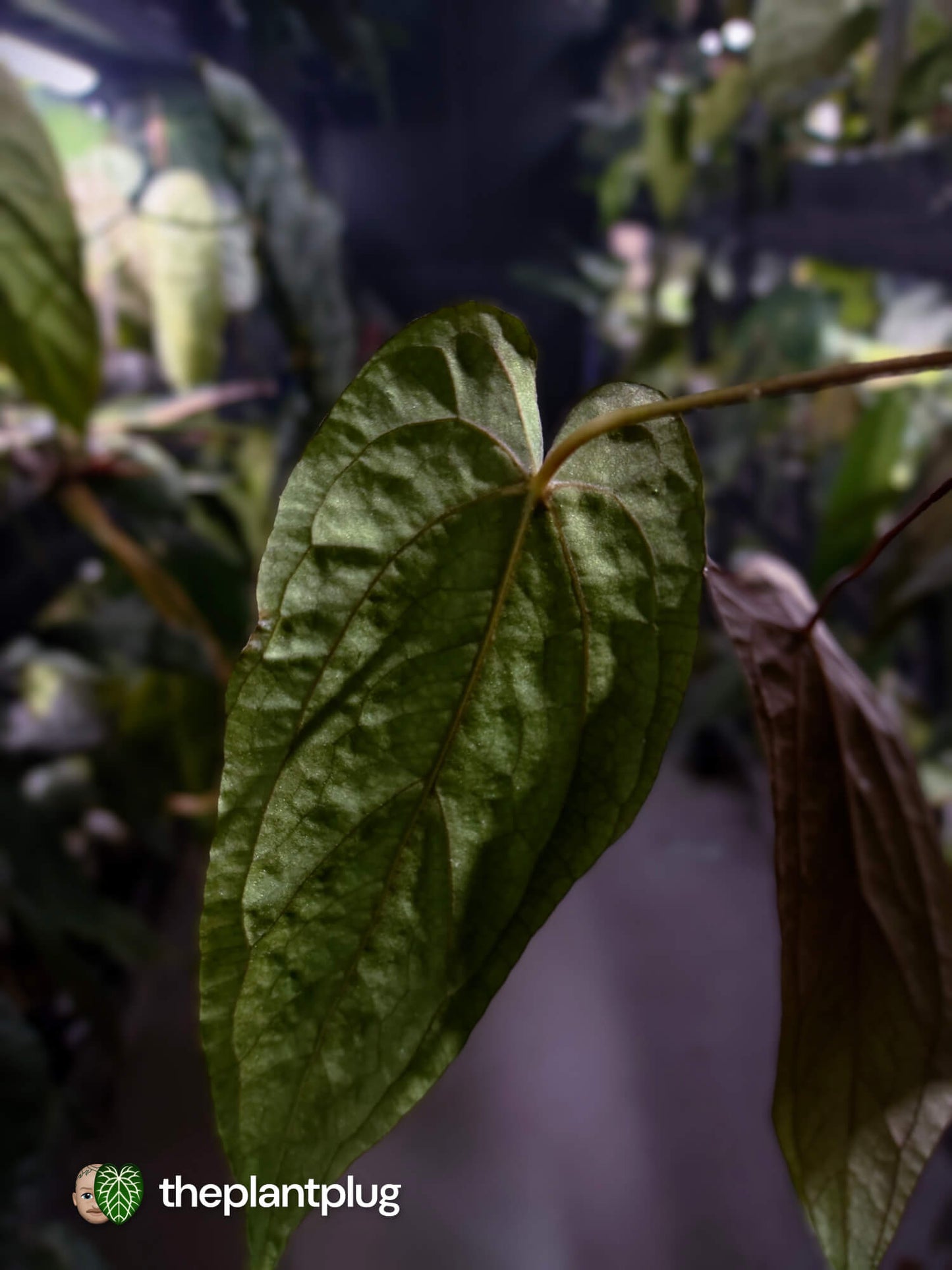 Anthurium #Apollo • select 🔥