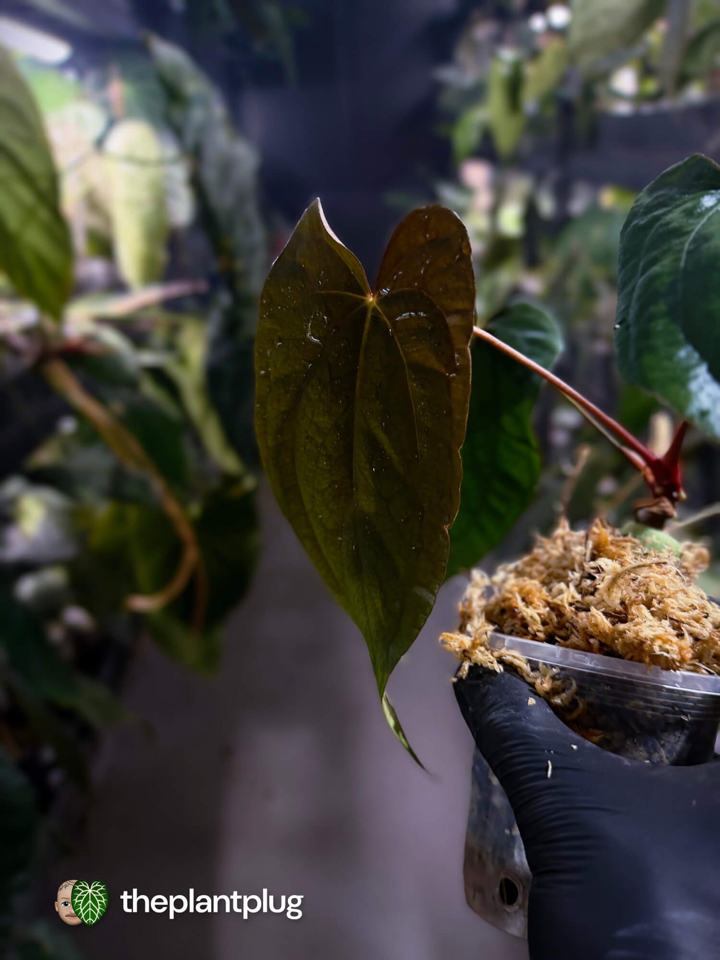 Anthurium #Apollo • select 🔥