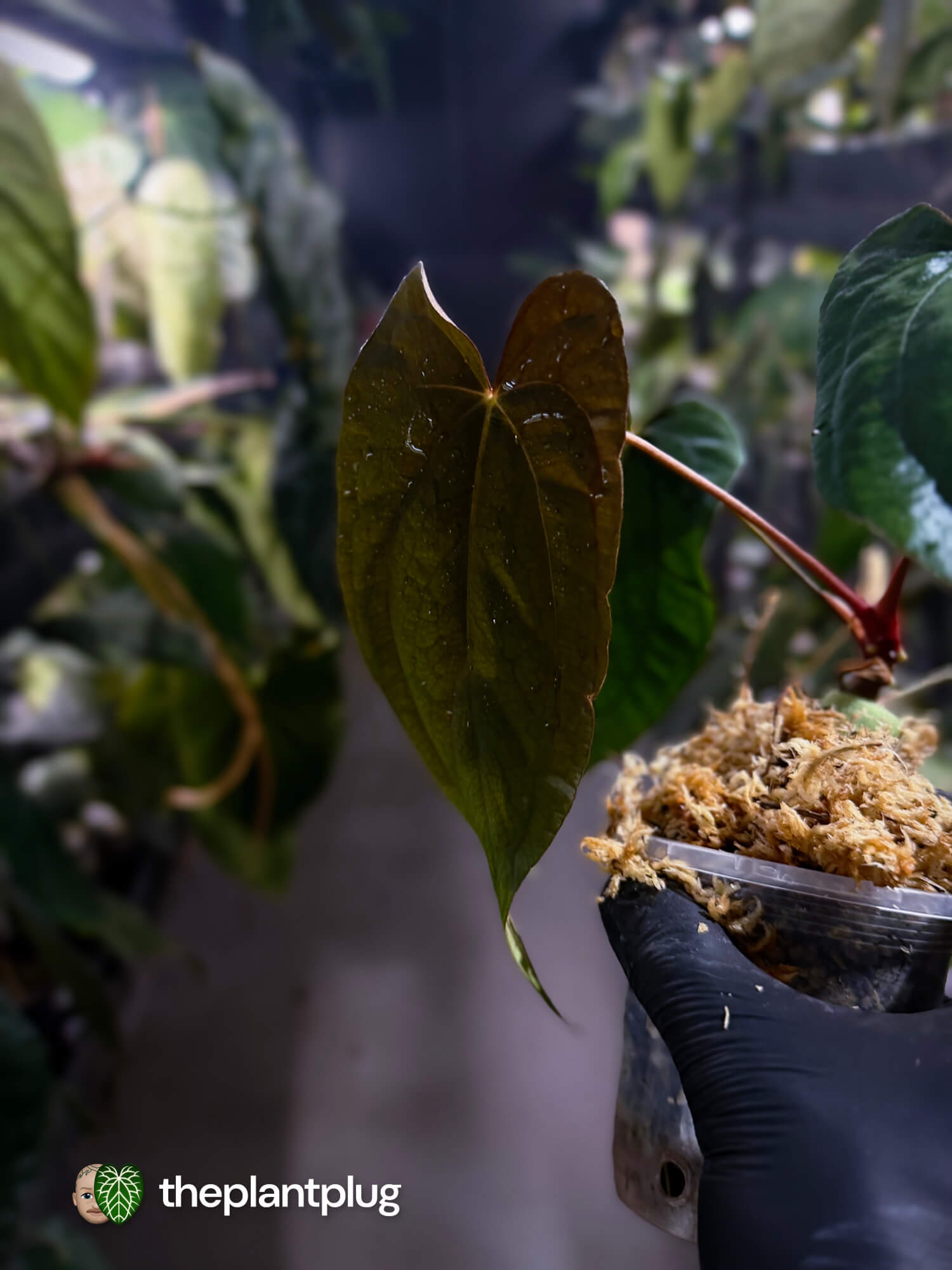 Anthurium #Apollo • select 🔥