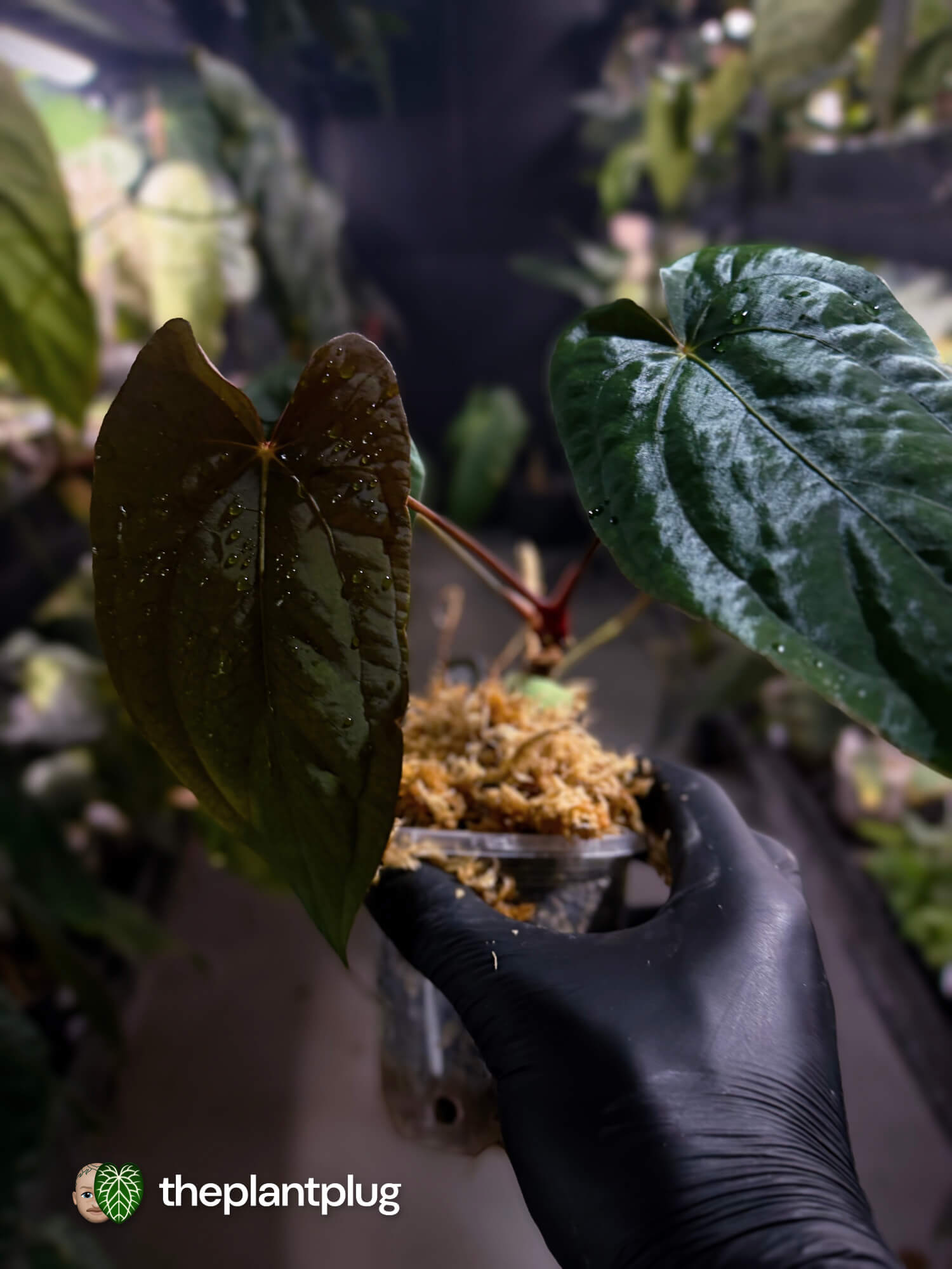 Anthurium #Apollo • select 🔥