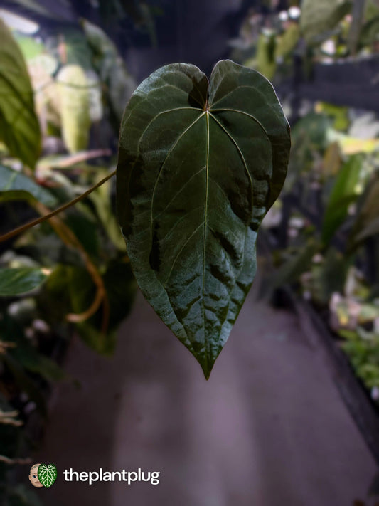 Anthurium forgetii hybrid x #MidnightVelvet