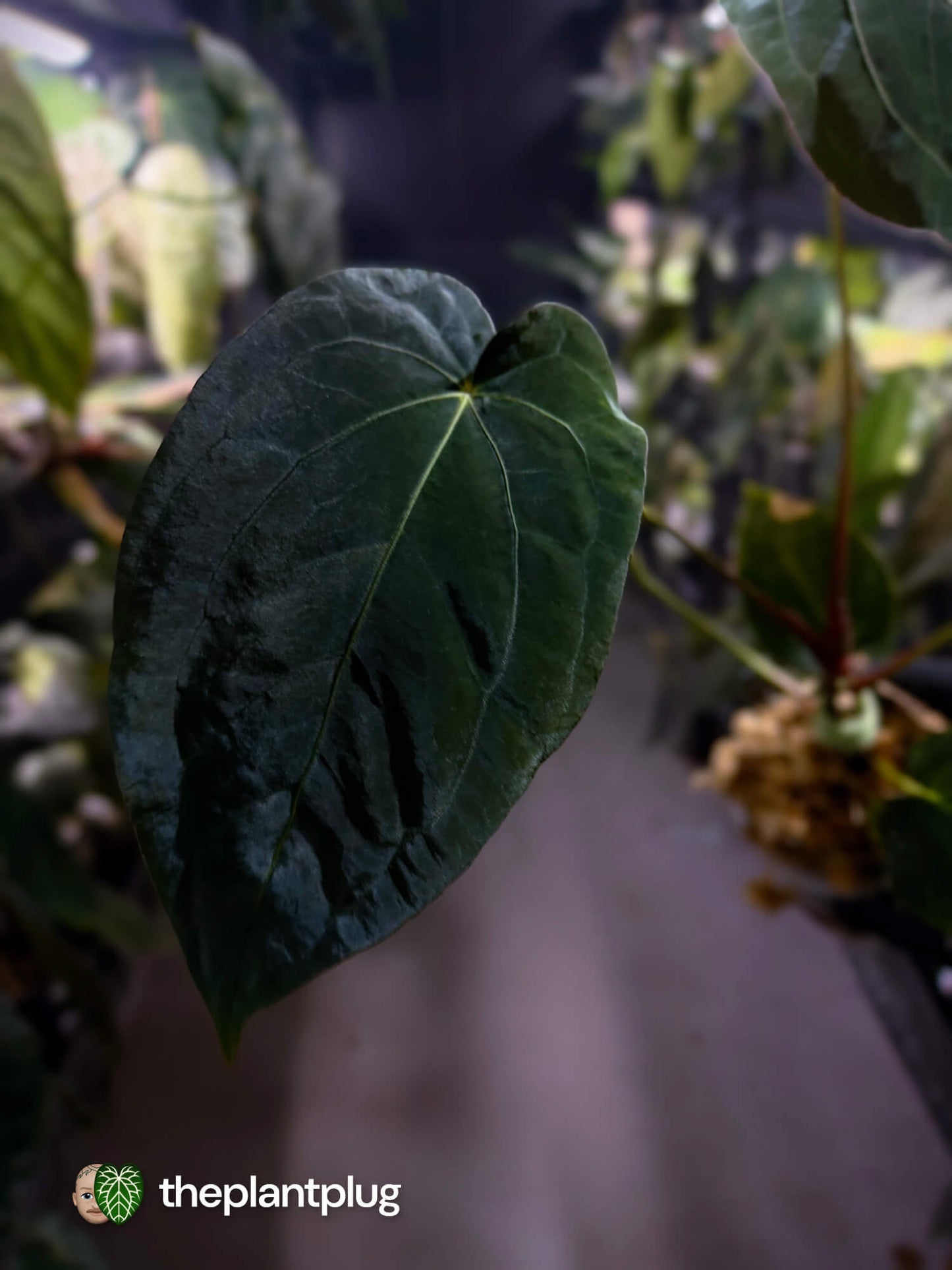 Anthurium forgetii hybrid x #MidnightVelvet