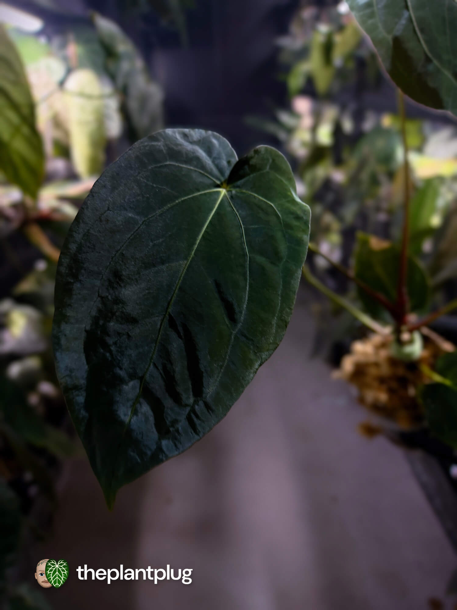 Anthurium forgetii hybrid x #MidnightVelvet