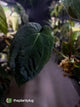 Anthurium forgetii hybrid x #MidnightVelvet