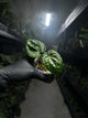 Anthurium crystallinum x guatemala