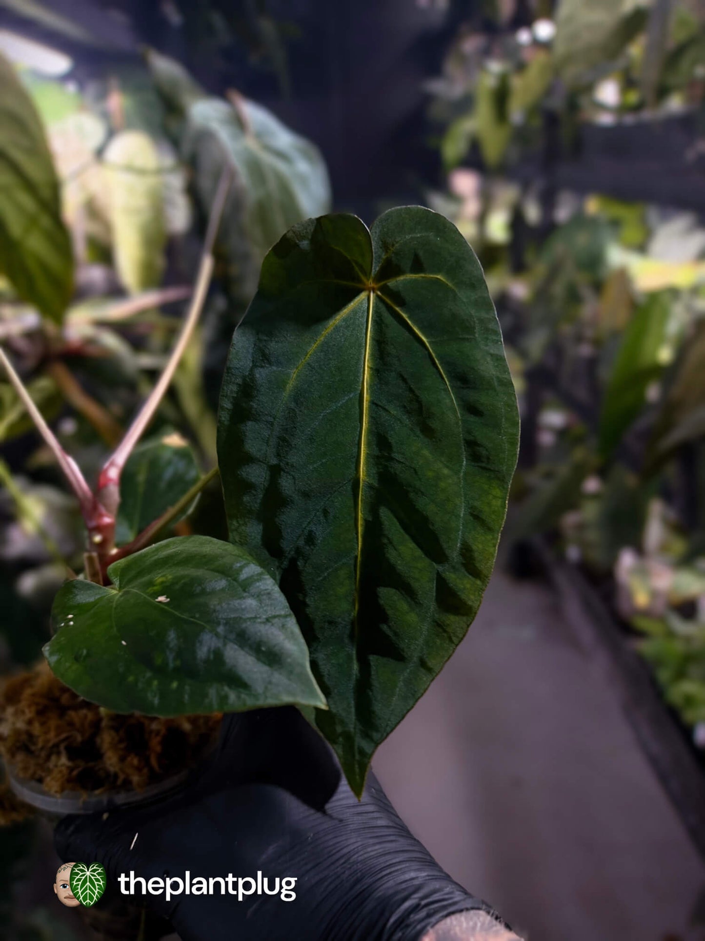 Anthurium forgetii hybrid x #MidnightVelvet