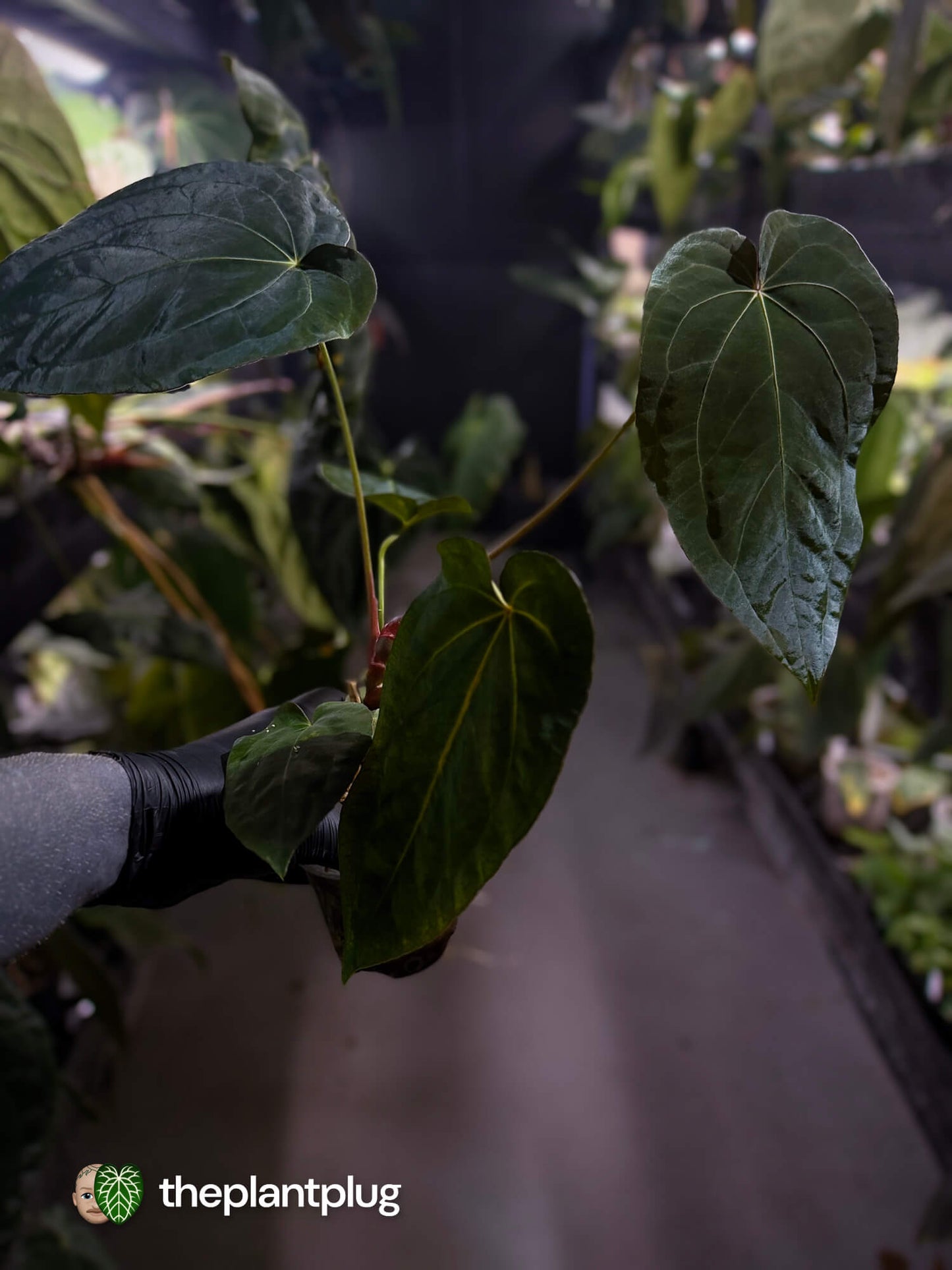 Anthurium forgetii hybrid x #MidnightVelvet