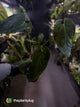 Anthurium forgetii hybrid x #MidnightVelvet