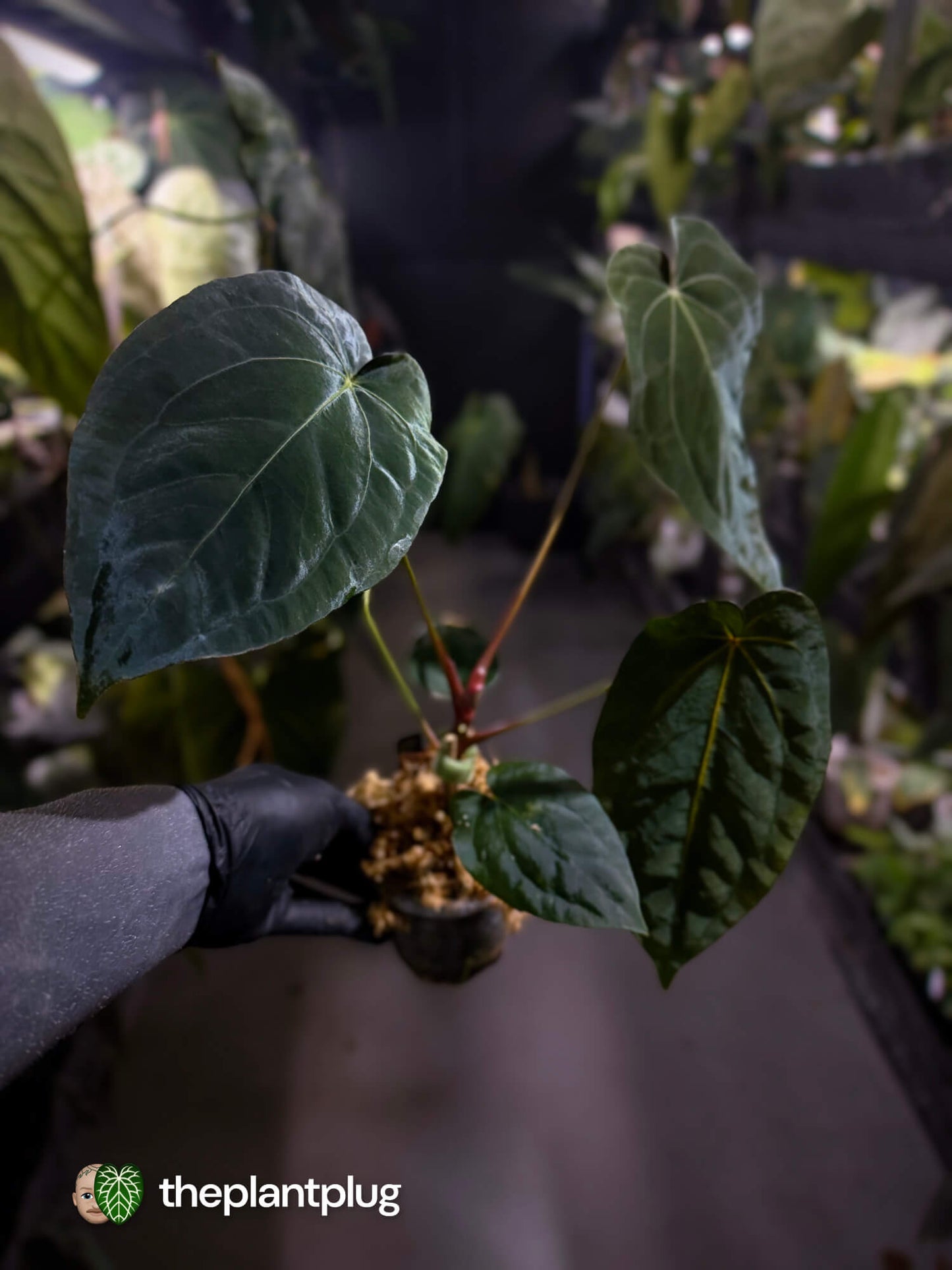 Anthurium forgetii hybrid x #MidnightVelvet