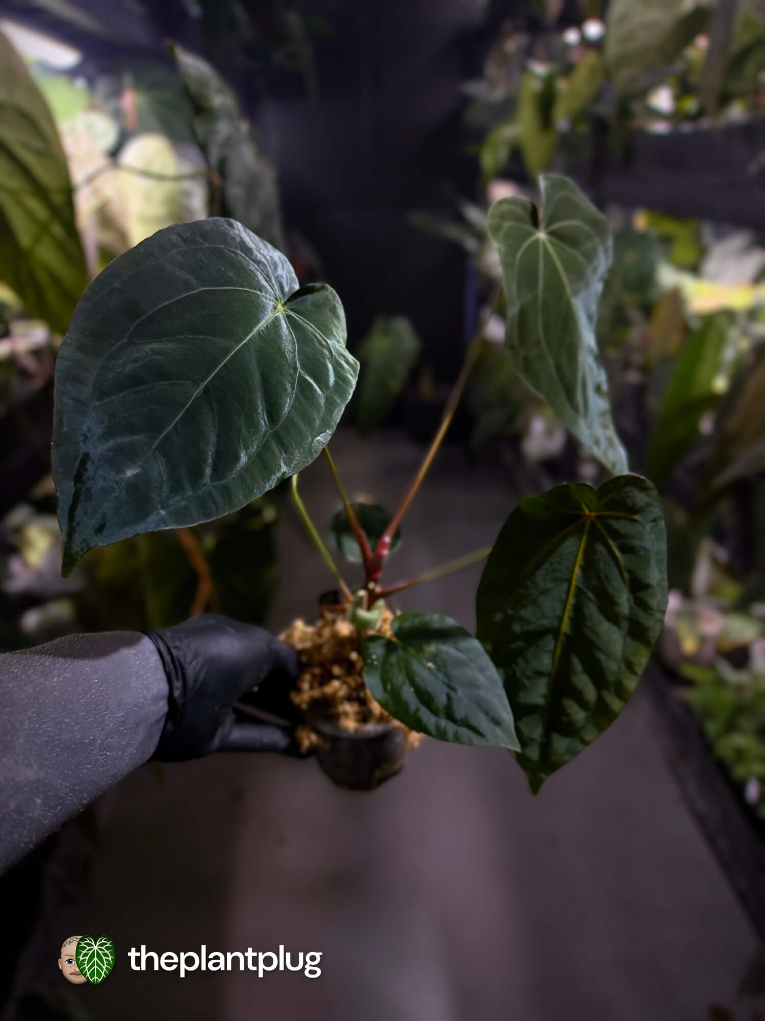 Anthurium forgetii hybrid x #MidnightVelvet