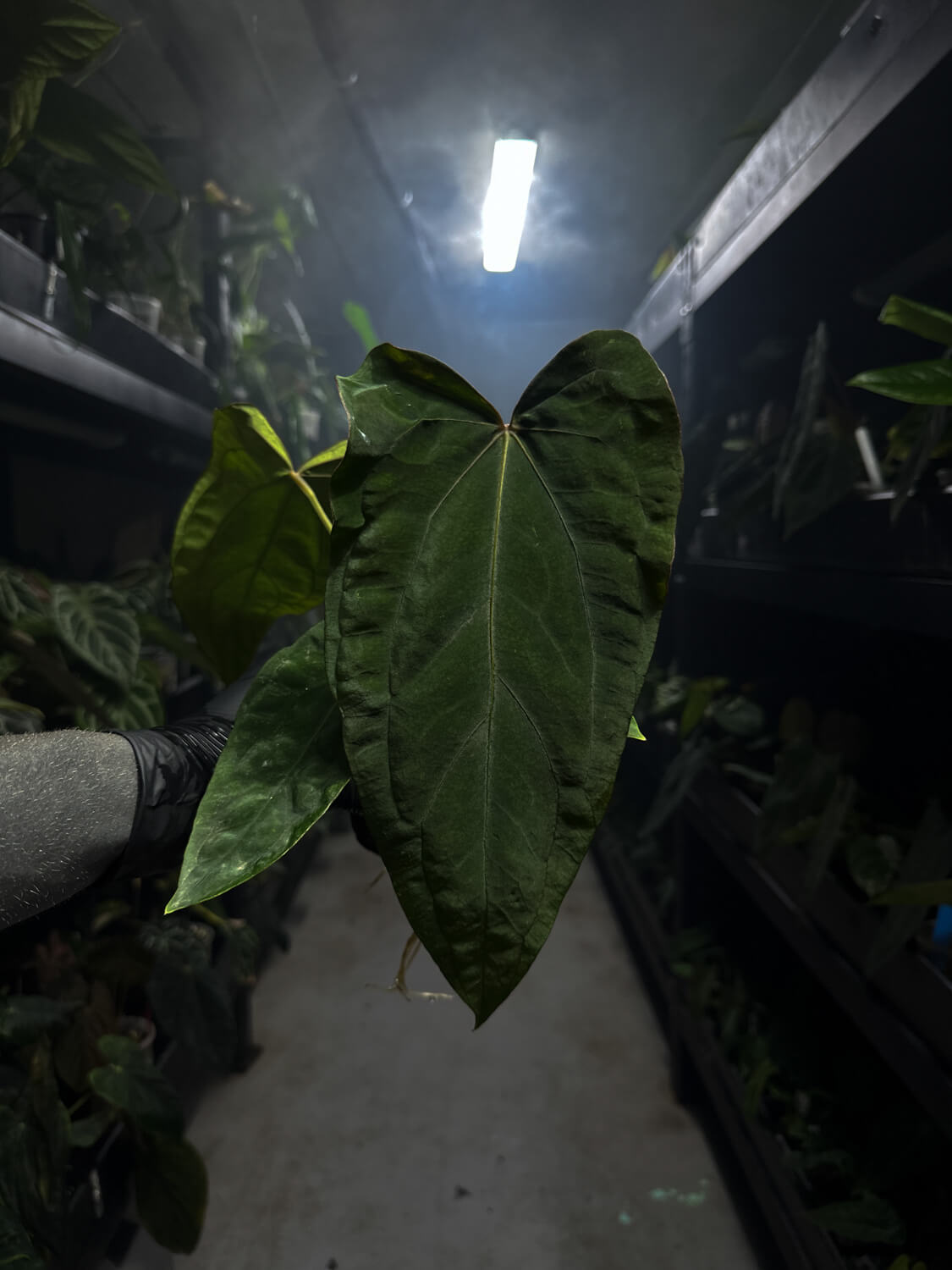 Anthurium (carlablackiae x dressleri) x (papillilaminum RLself) *purple veins*