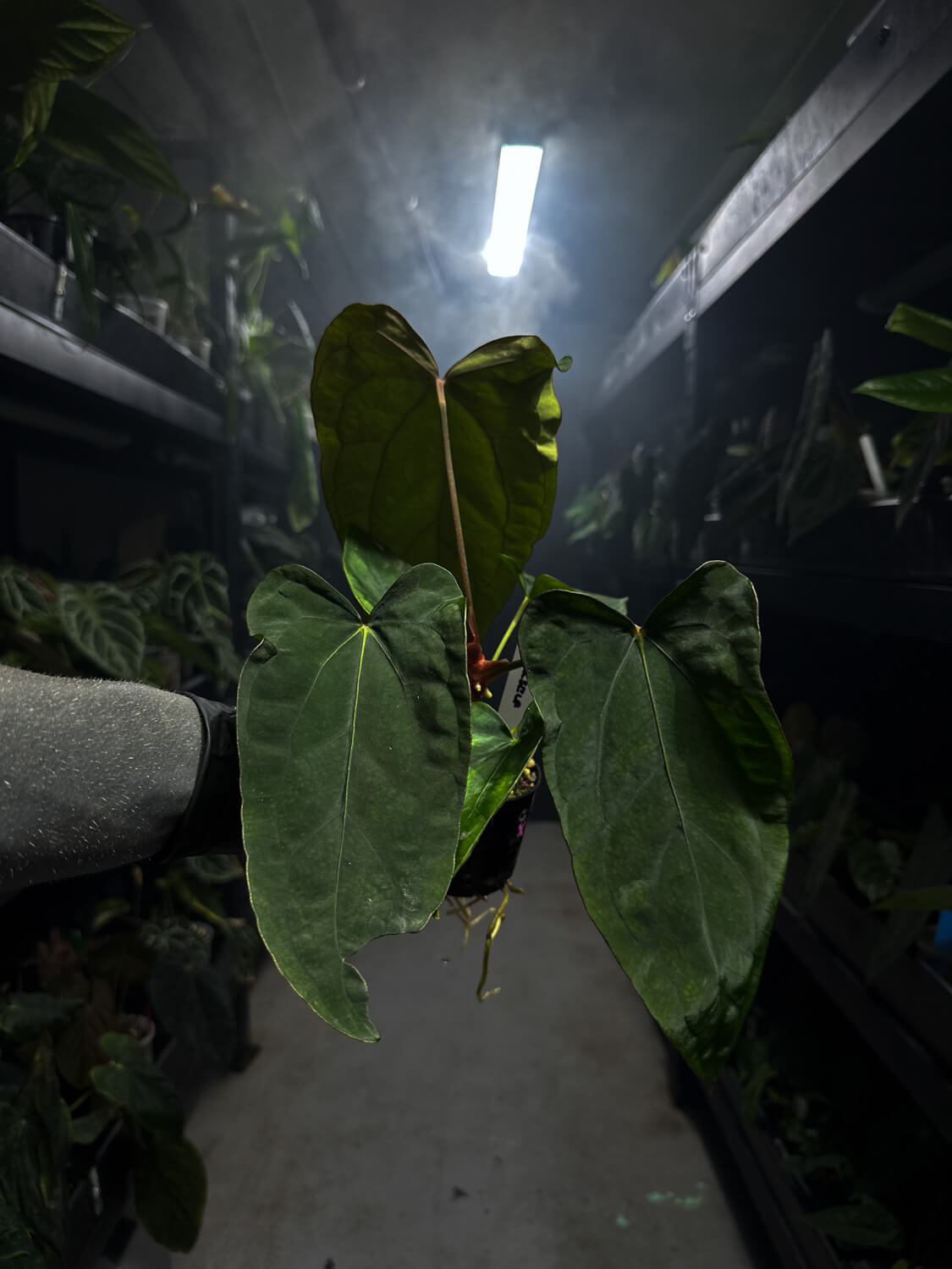 Anthurium (carlablackiae x dressleri) x (papillilaminum RLself) *purple veins*