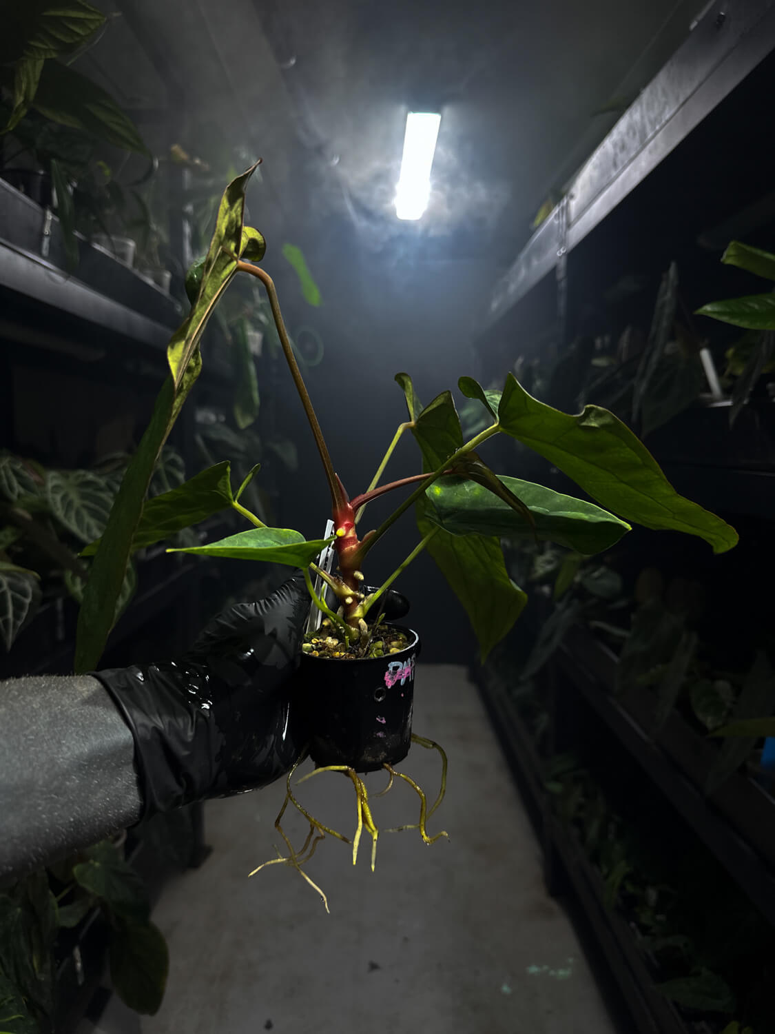 Anthurium (carlablackiae x dressleri) x (papillilaminum RLself) *purple veins*