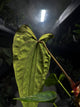 Anthurium (carlablackiae x dressleri) x (papillilaminum RLself) *purple veins*