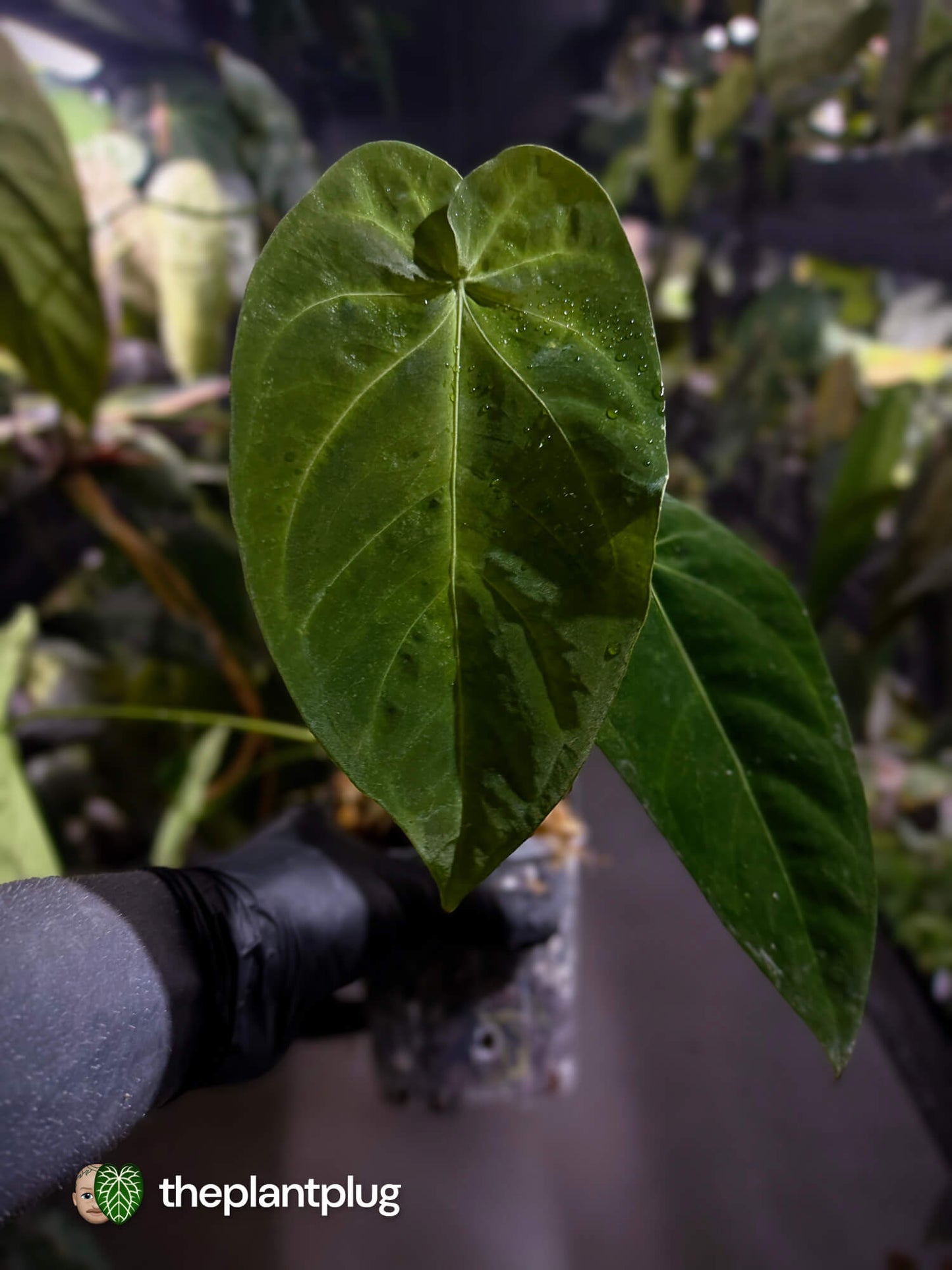 Anthurium forgetii x queremalense • unique hybrid