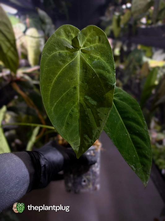 Anthurium forgetii x queremalense • unique hybrid