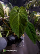 Anthurium forgetii x queremalense • unique hybrid