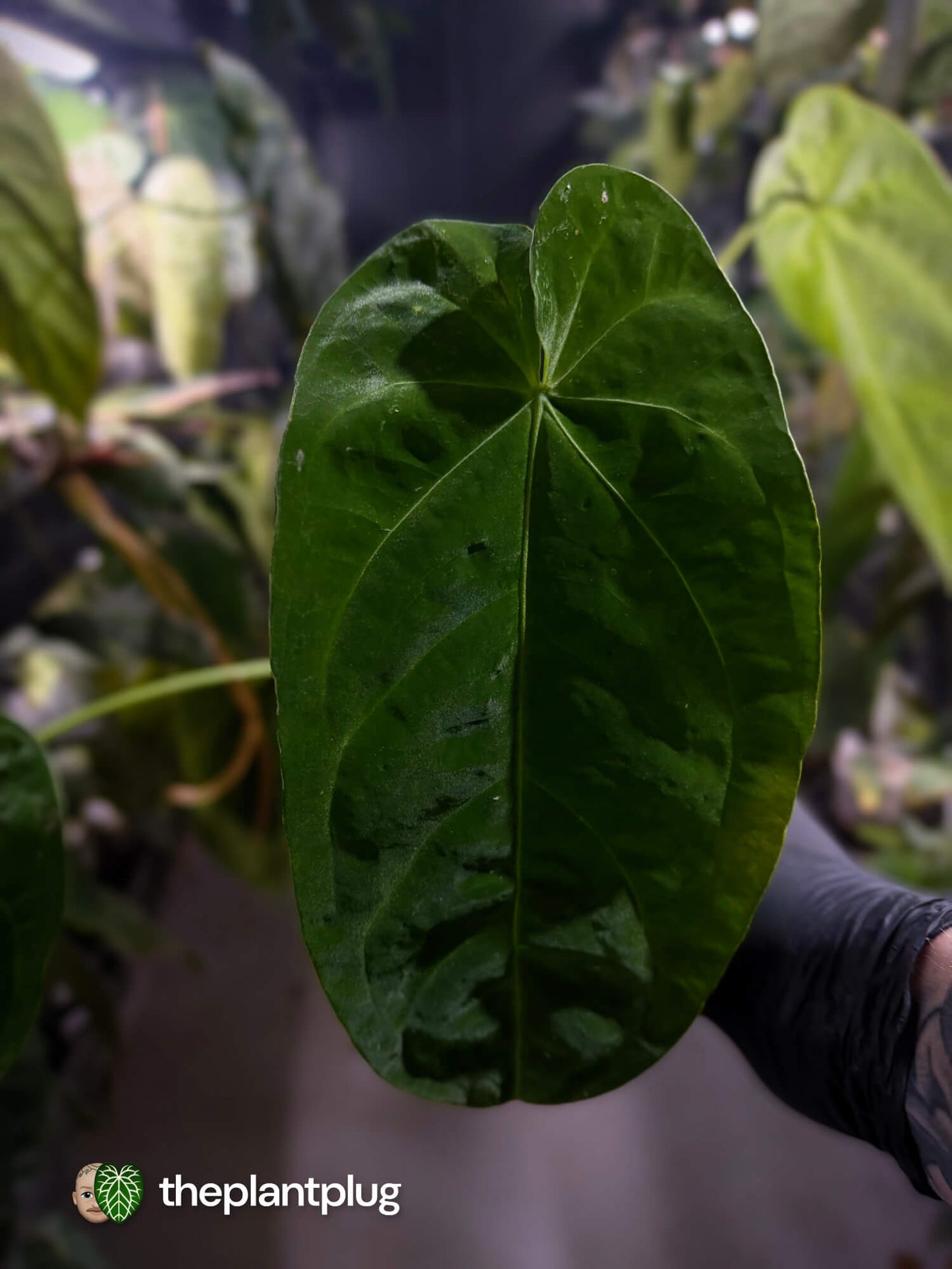 Anthurium forgetii x queremalense • unique hybrid