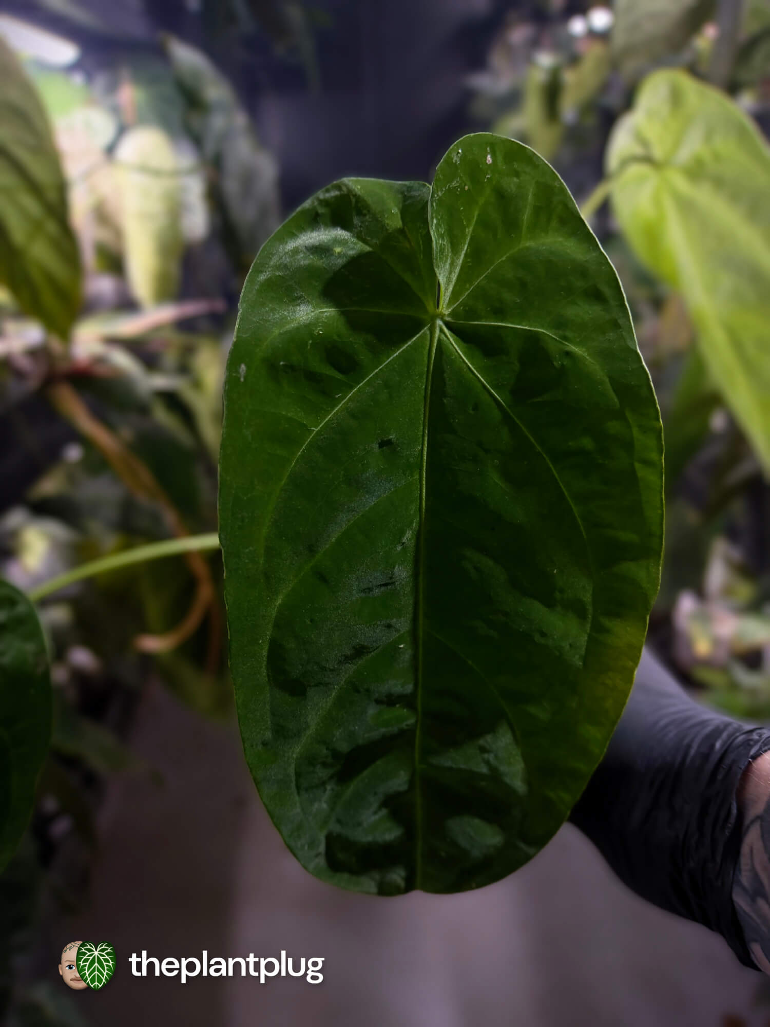 Anthurium forgetii x queremalense • unique hybrid