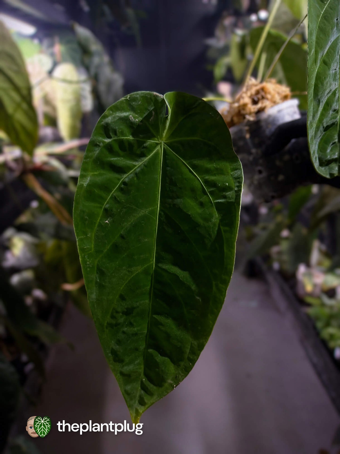 Anthurium forgetii x queremalense • unique hybrid