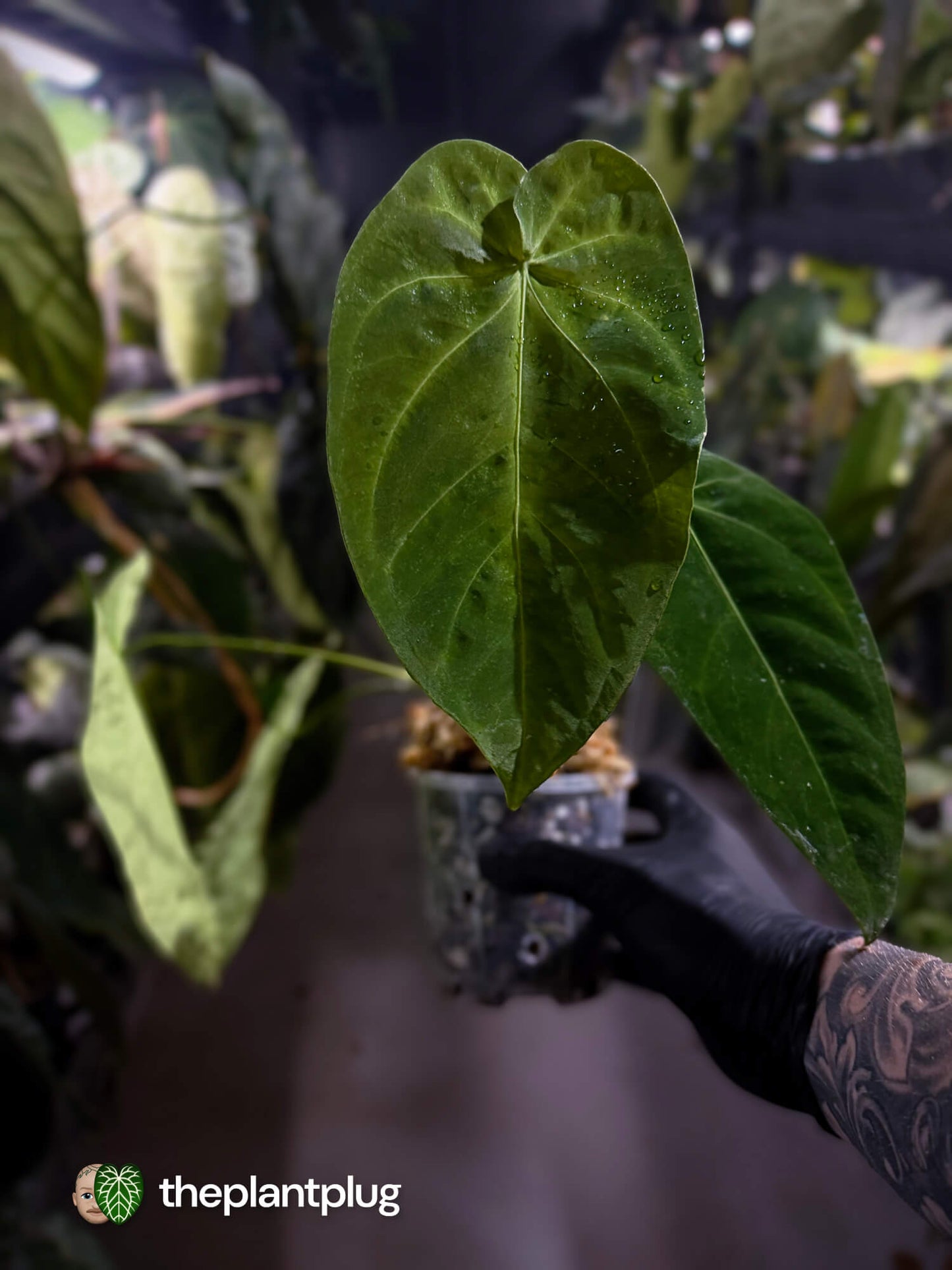 Anthurium forgetii x queremalense • unique hybrid