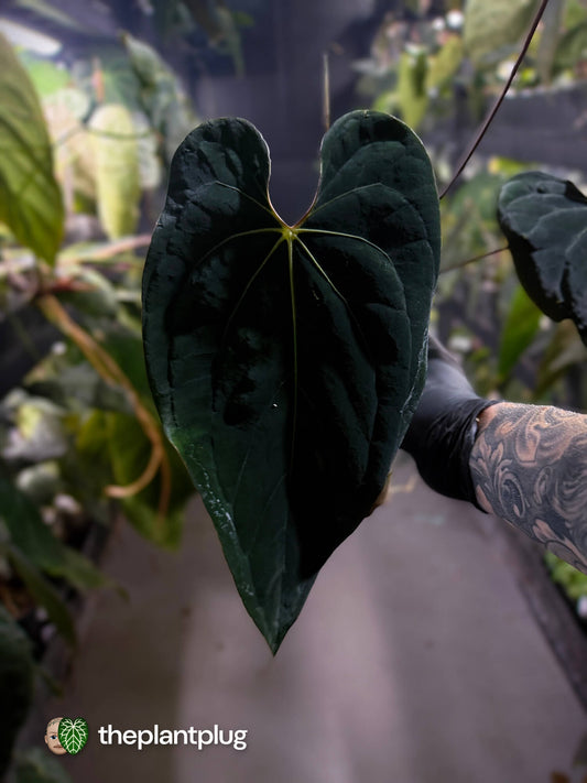 Anthurium #BlackBasilisk '3' • select holdback prop